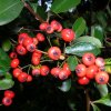 Cotoneaster lacteus